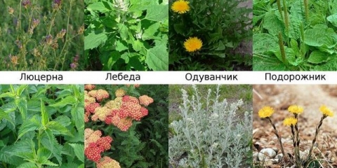 Kakva se trava može dati zečevima